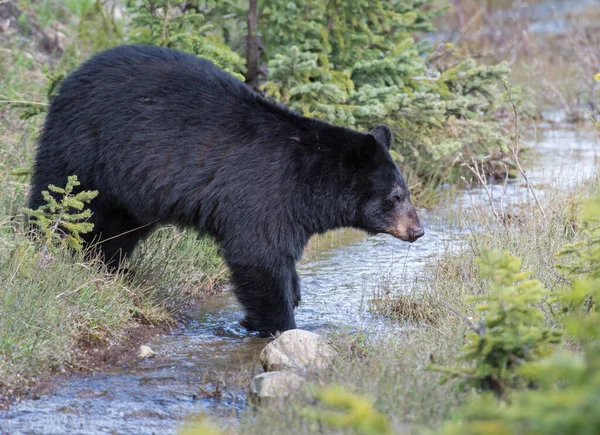 Vahşi Kara Ayı Doğa Fauna — Stok fotoğraf