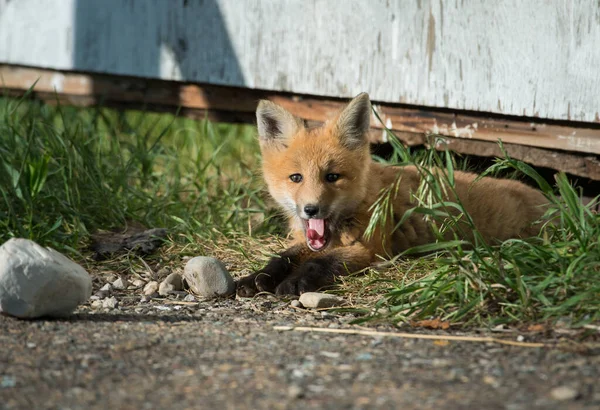 Raposa Vermelha Animal Natureza Fauna — Fotografia de Stock