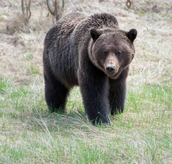 Dziki Niedźwiedź Grizzly Natura Fauna — Zdjęcie stockowe