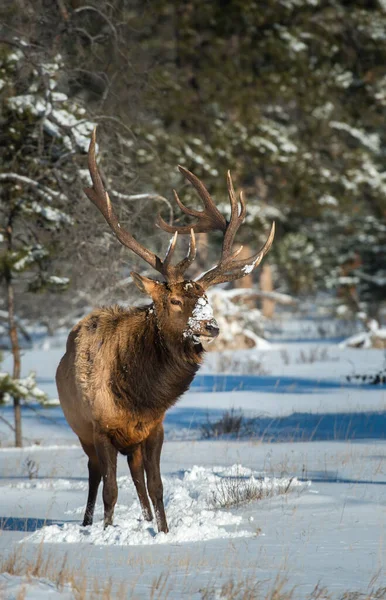 Wild Bull Elk Nature Fauna — Stock Photo, Image