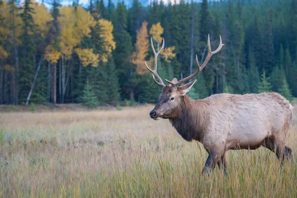 Wild Bull Elk Nature Fauna — Stockfoto