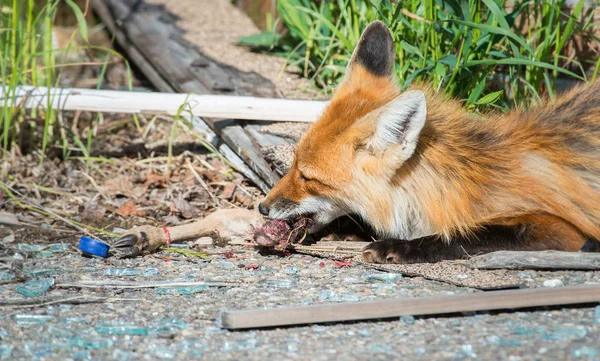 Zorro Rojo Animal Naturaleza Fauna — Foto de Stock