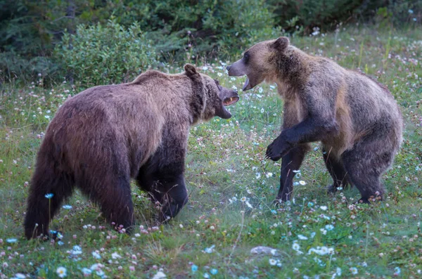 Vadon Élő Grizzly Medvék Természet Állatvilág — Stock Fotó