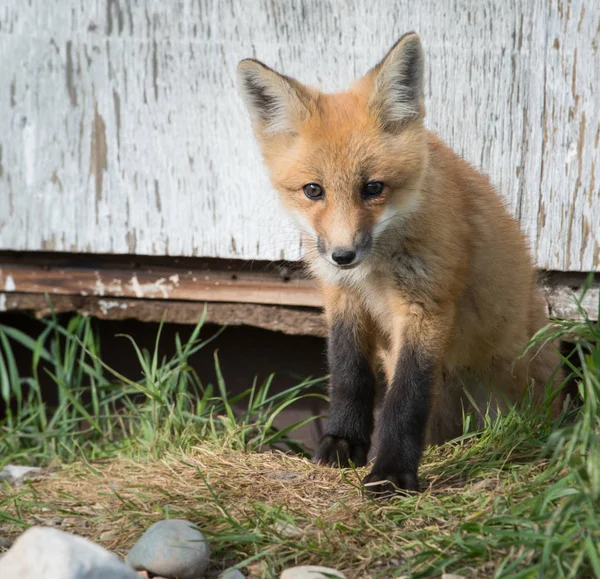 Czerwony Lis Zwierzę Natura Fauna — Zdjęcie stockowe