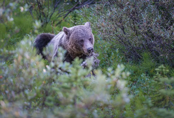 Wild Grizzly Bear Nature Fauna — 스톡 사진