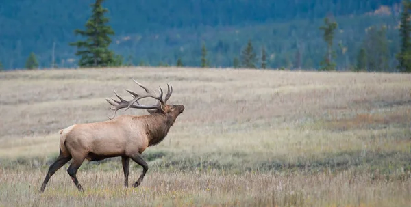 Elk — Stock Photo, Image