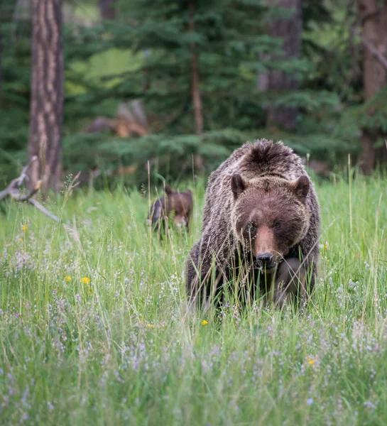 Wild Grizzly Bears Nature Fauna — 스톡 사진