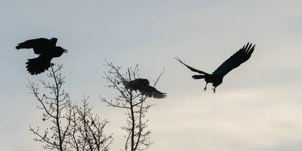 Oiseaux Sauvages Animaux Nature Faune — Photo