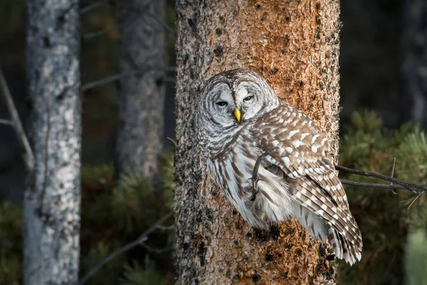 Barred Owl — Stock Photo, Image