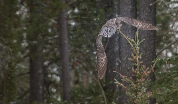 Wild Owl Bird Nature Fauna — Stock Photo, Image