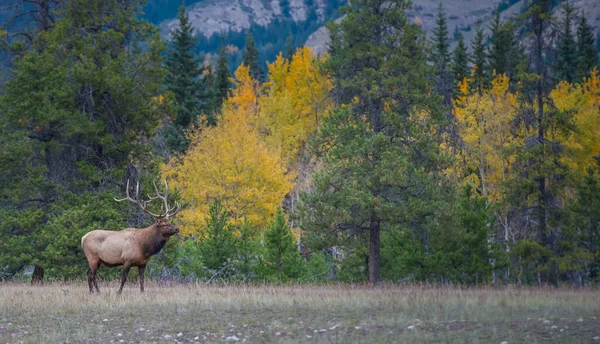 Wild Bull Elk Nature Fauna — Stock Photo, Image