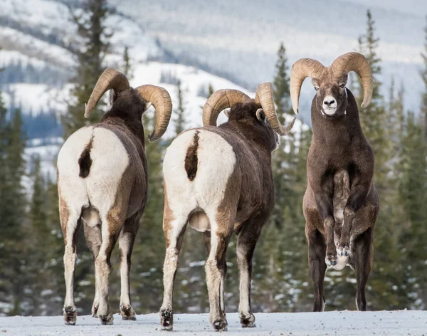 Ovelhas Bighorn Carneiros Natureza Fauna — Fotografia de Stock