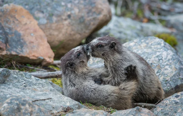 Marmots Wild Animals Nature Fauna — Stock Photo, Image