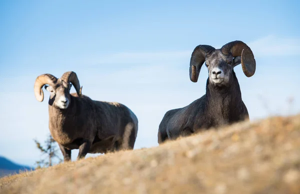 Bighorn Sheep, rams. nature, fauna