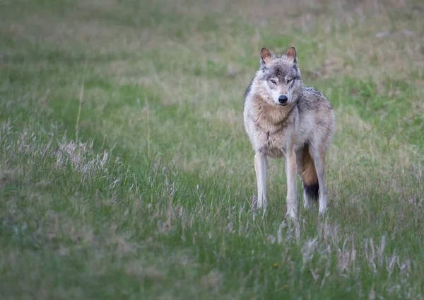 Wolf Dier Natuur Fauna — Stockfoto