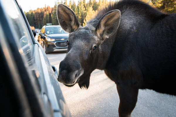 wild bull moose on road. Nature, fauna     