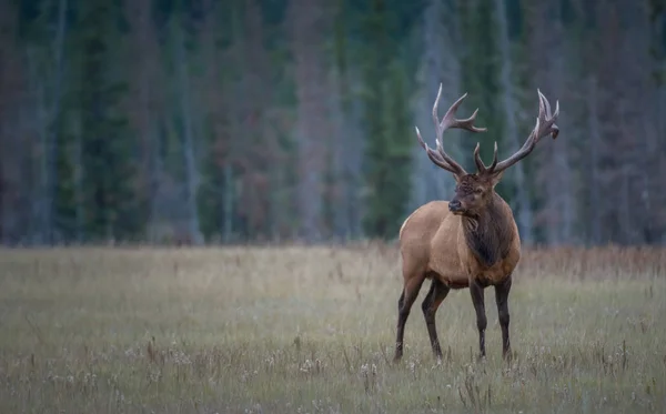 Wild Bull Elk Nature Fauna — ストック写真