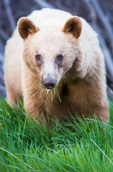 Dziki Czarny Niedźwiedź Natura Fauna — Zdjęcie stockowe