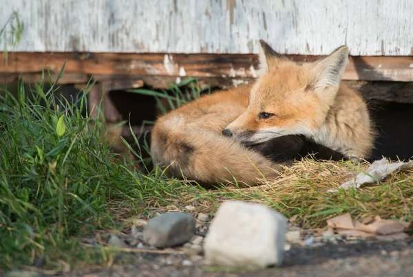 Červená Liška Zvíře Příroda Fauna — Stock fotografie