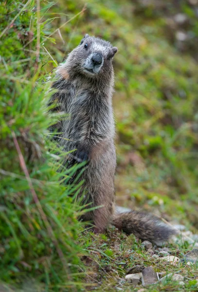 Marmota Estado Selvagem Animal Natureza Fauna — Fotografia de Stock