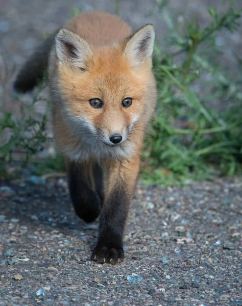 Czerwony Lis Zwierzę Natura Fauna — Zdjęcie stockowe