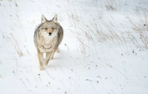 Coyote — Photo