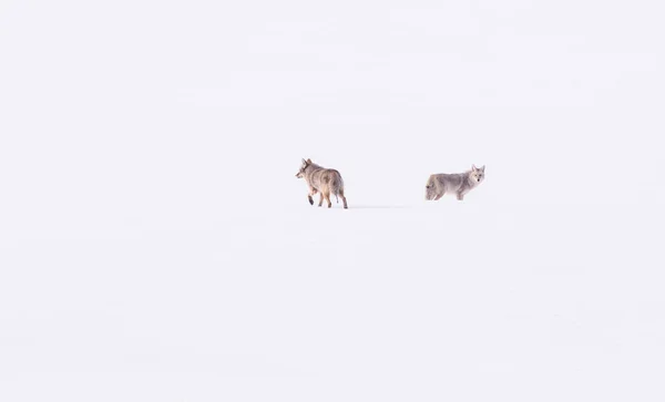 Coyotes Estado Salvaje Naturaleza Fauna — Foto de Stock