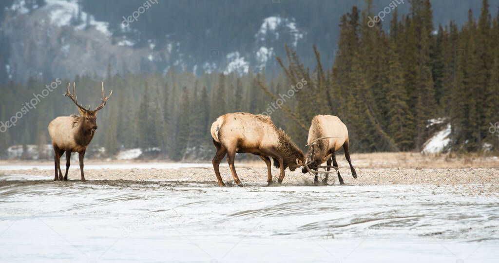 Elks in wild, animals. Nature, fauna
