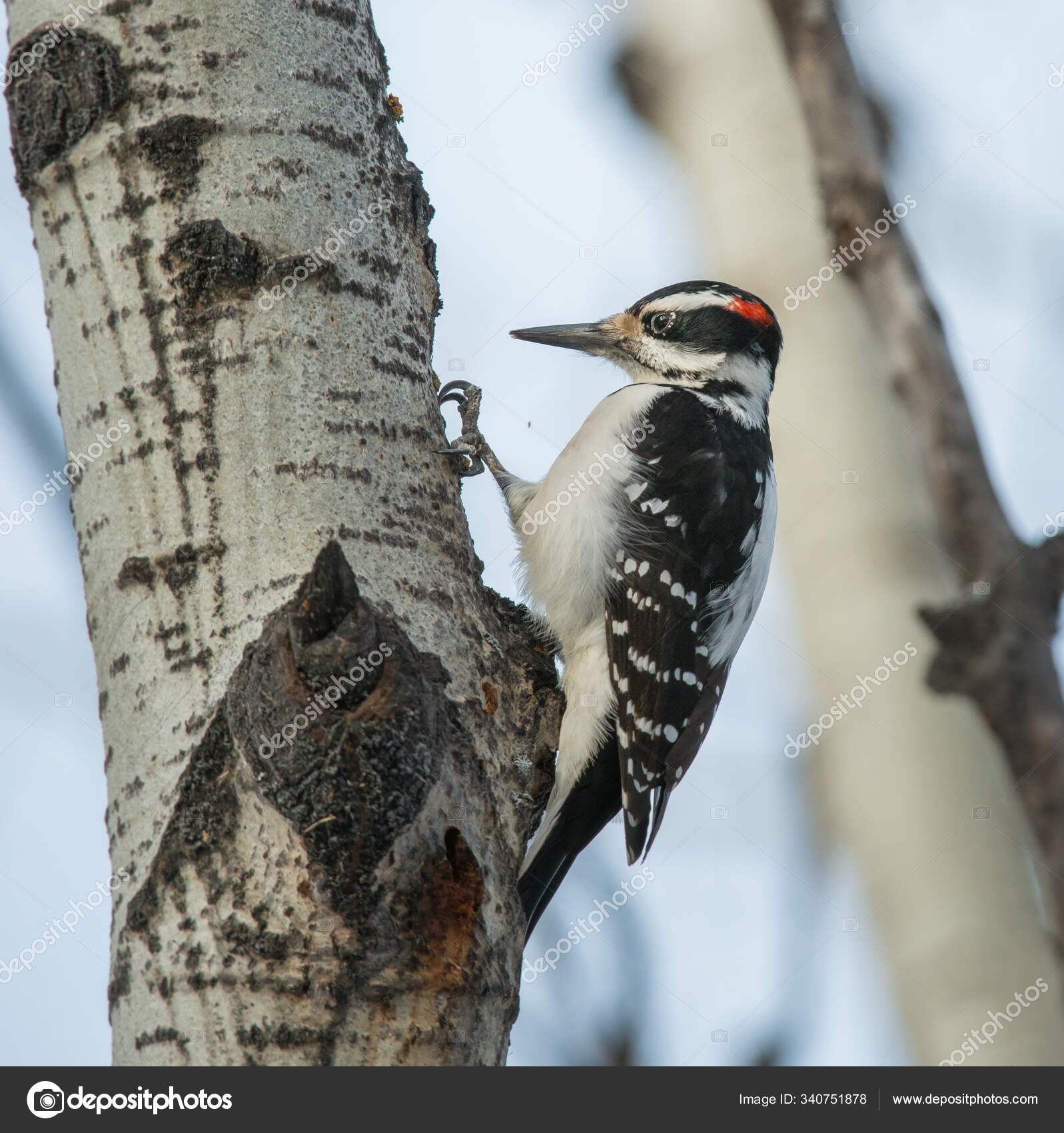 Downy Woodpecker Wild Stock Photo Image By C Jill Ghostbear Org