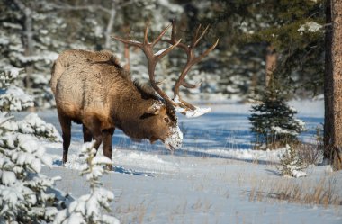 Wild bull elk. Nature, fauna    
