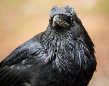 The common raven in the wild clipart