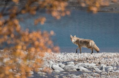 Vahşi bir çakal. Doğa, fauna