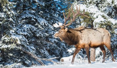Wild bull elk. Nature, fauna    