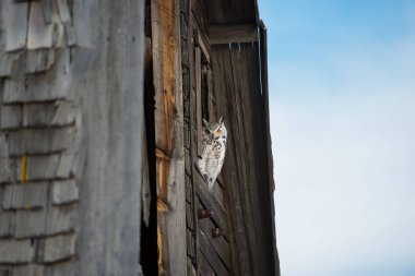 Vahşi baykuş, kuş. Doğa, fauna