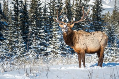 Wild bull elk. Nature, fauna 