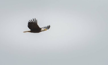 Vahşi doğada kartal, kuş. Doğa, fauna