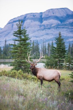 Vahşi geyik, hayvan. Doğa, fauna