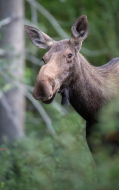 Vahşi geyik, hayvan. Doğa, fauna
