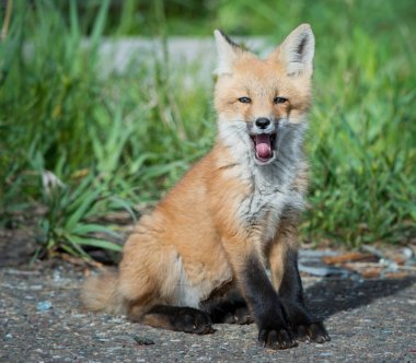 Kızıl tilki, hayvan. Doğa, fauna