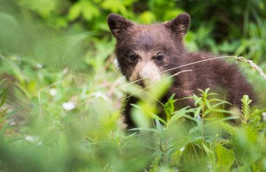 Vahşi kara ayı. Doğa, fauna