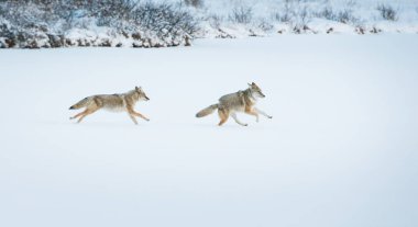 Vahşi çakallar. Doğa, fauna