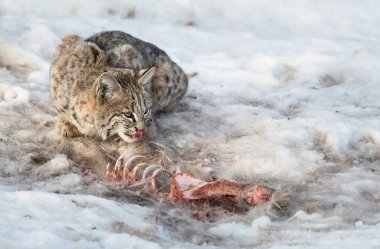 Vahşi vaşak. Doğa, fauna     