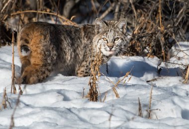 Vahşi vaşak. Doğa, fauna     