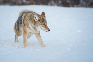 Vahşi bir çakal. Doğa, fauna