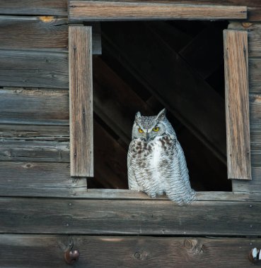 Vahşi baykuş, kuş. Doğa, fauna