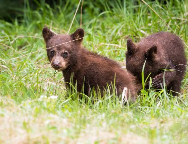 Wild black bears. Nature, fauna