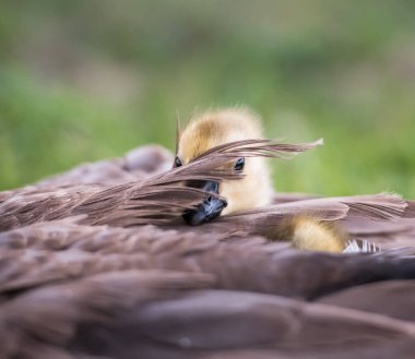 Kanadalı kaz vahşi, kuş. Doğa, fauna 