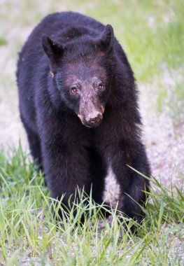Vahşi kara ayı. Doğa, fauna
