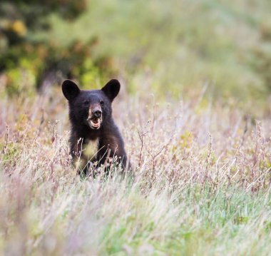 Vahşi kara ayı. Doğa, fauna