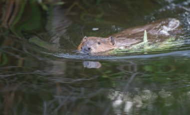 Vahşi doğada kunduz, hayvan. Doğa, fauna